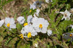 Sticky nightshade